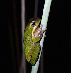 Litoria cooloolensis