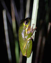 Litoria cooloolensis