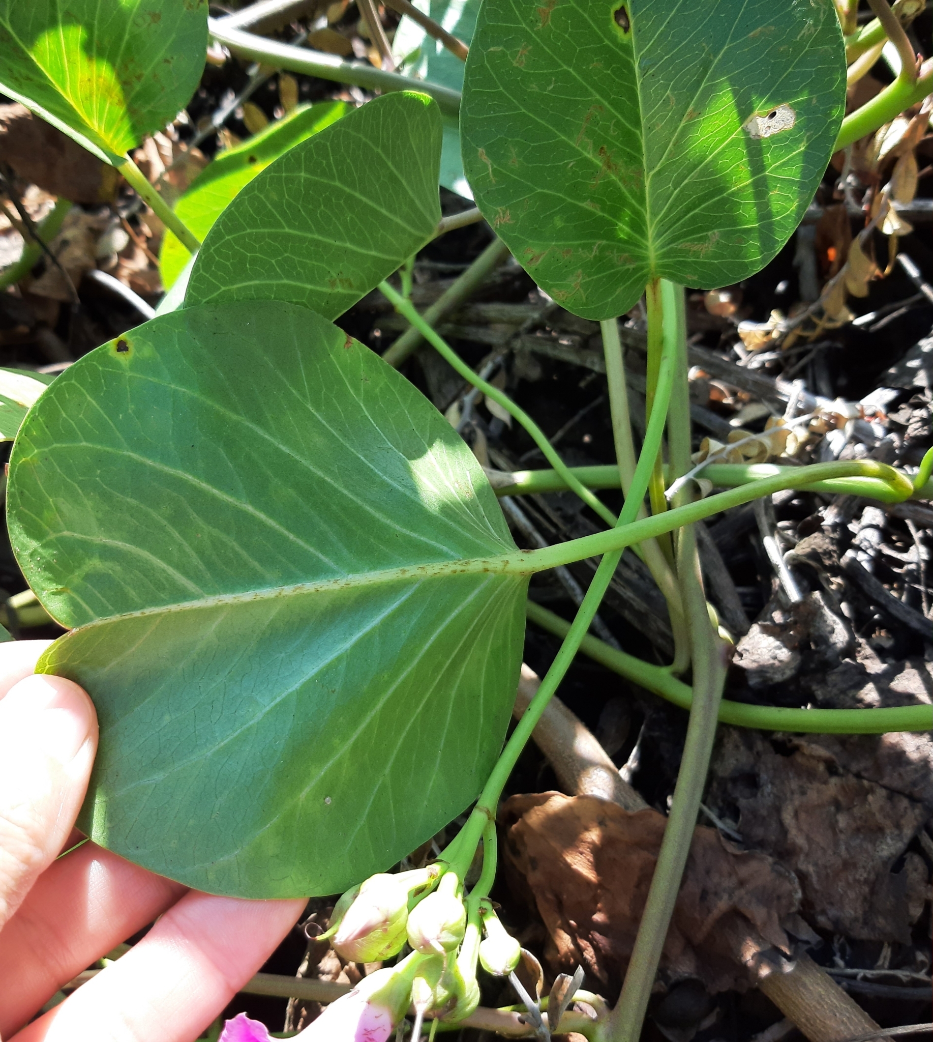 Ipomoea pes-caprae image