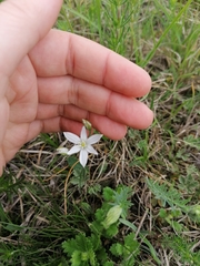 Ornithogalum orthophyllum
