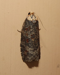 Cryptoptila australana