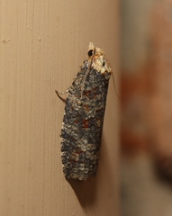 Cryptoptila australana