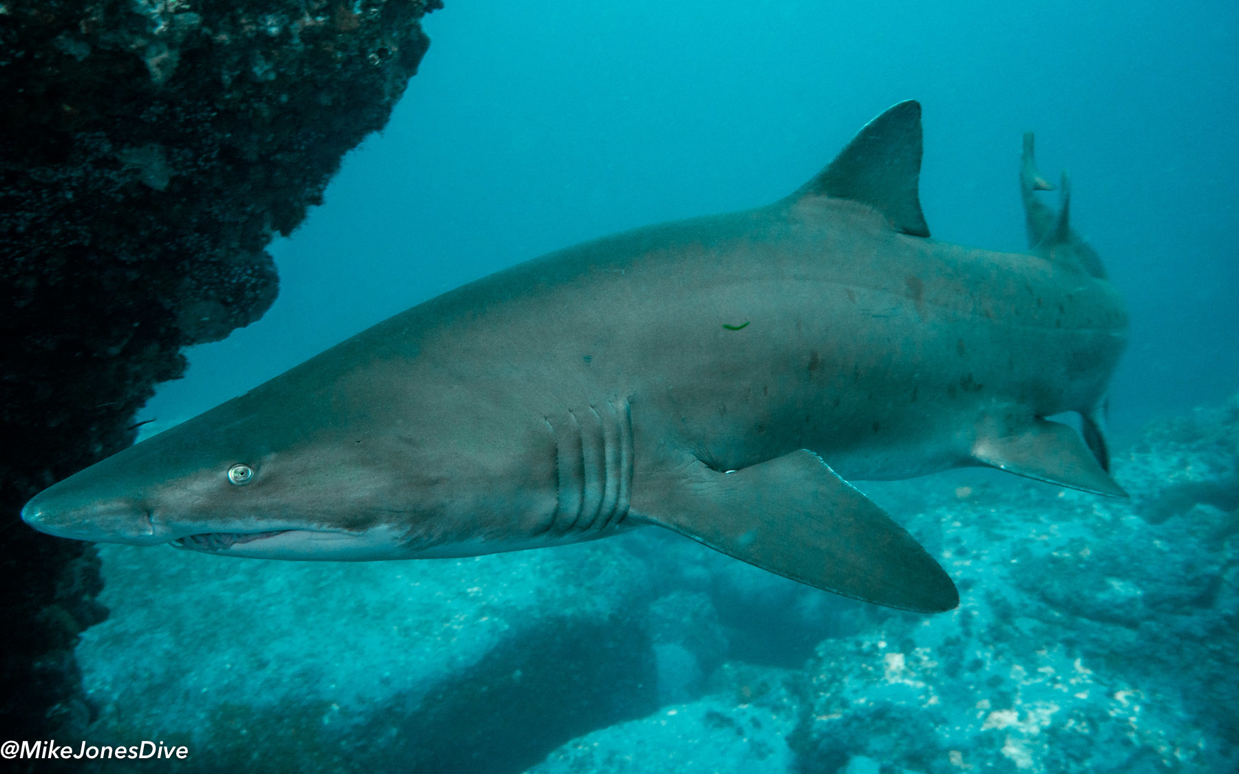 baby grey nurse shark