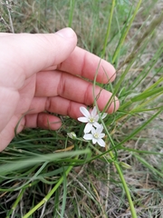 Ornithogalum orthophyllum