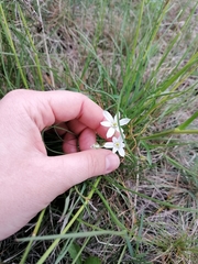 Ornithogalum orthophyllum