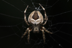 Neoscona vigilans