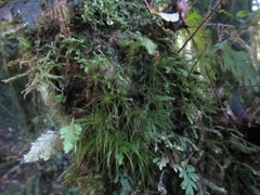 Dicranoloma menziesii