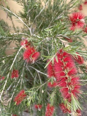 Melaleuca