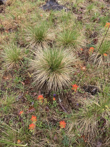 prairie dropseed (Sporobolus heterolepis)