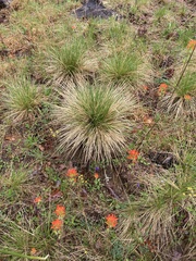 Prairie Dropseed (Sporobolus heterolepis)