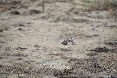 Charadrius wilsonia