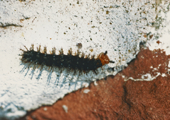 Hypolimnas misippus