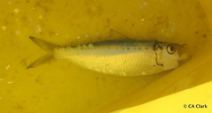 Herklotsichthys lippa