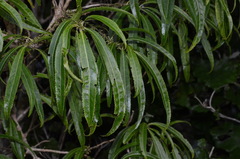 Melicytus lanceolatus