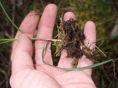 Melica subulata