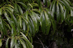 Melicytus lanceolatus