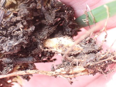 Melica subulata