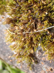 Grimmia trichophylla