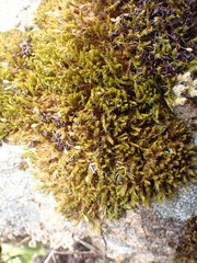Grimmia trichophylla