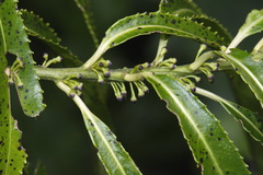 Melicytus lanceolatus