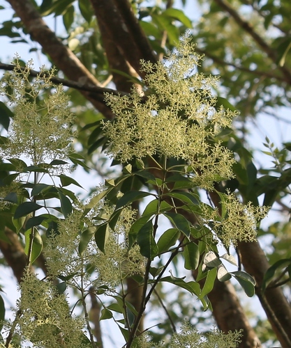Fraxinus griffithii