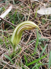 Pterostylis truncata