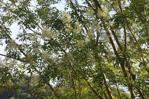 Fraxinus griffithii