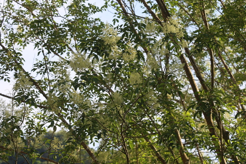 Fraxinus griffithii