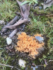 Ramaria capitata