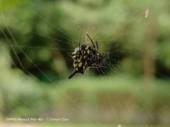 Gasteracantha diadesmia