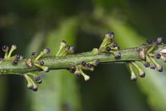 Melicytus lanceolatus