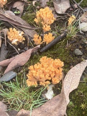 Ramaria capitata