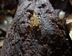 Lychas variatus