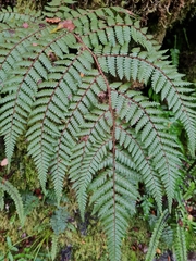 Cyathea colensoi