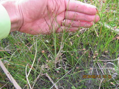 Schoenus concinnus