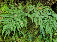 Cyathea colensoi