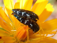 Acmaeodera ornata