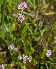 Plectritis congesta brachystemon