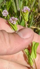 Plectritis congesta brachystemon