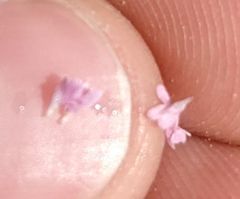 Plectritis congesta brachystemon