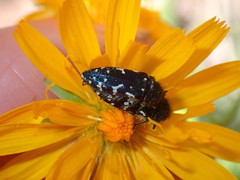Acmaeodera ornata