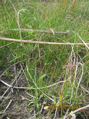 Schoenus concinnus