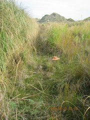 Schoenus concinnus