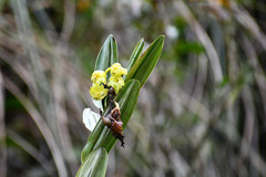 Epidendrum renilabium