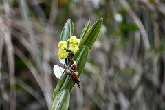 Epidendrum renilabium