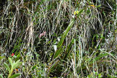 Epidendrum renilabium