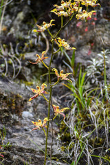 Oncidium hallii