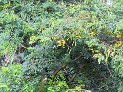 Indigofera jucunda