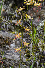 Oncidium hallii