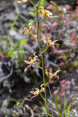 Oncidium hallii
